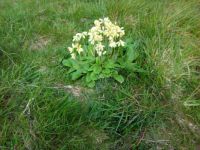 Cowslips on the Cornish Cliffs 09-05-14