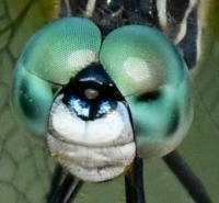 Does anyone know what this is?