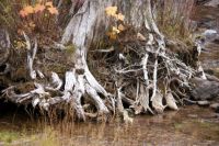 Dead tree roots on  Little Joe Creek Saint Regis Montana