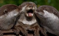 Otters for Tracy