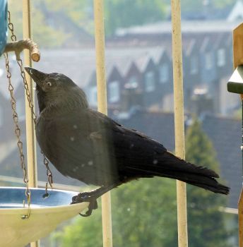 jackdaw taking a sip of water
