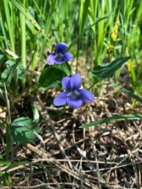 Dainty violets