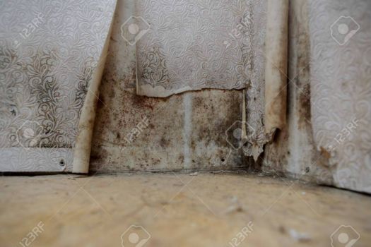 106477638-water-damage-causing-mold-growth-on-the-interior-walls-of-a