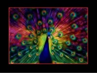 rainbow pecock