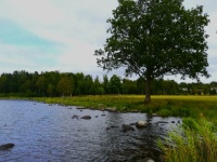 Tree at the lake