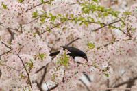 Grackle Among Cherrry Blossoms