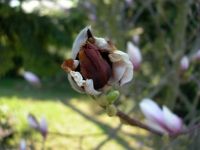 magnolie poškozená mrazem- Frost damaged magnolia