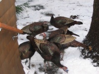 Wild turkeys at the front door