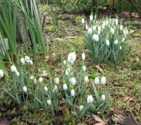 Dwarf Snowdrops in the back garden