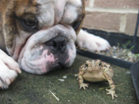 Bulldog meets bullfrog