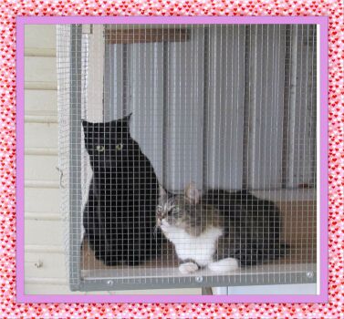 Shadow and Sophie in Their Catio. Larger.