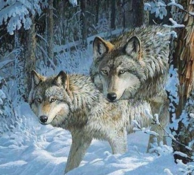 Solve Wolves jigsaw puzzle online with 72 pieces