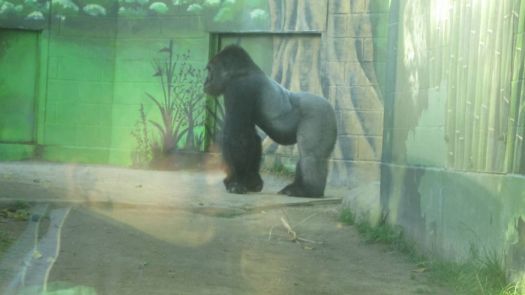 Gorilla @ San Diego Zoo