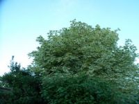 maple tree in summer