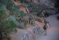 Mule Deer at Arches