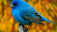 Bird in Blue