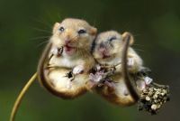 2 Hamsters in love