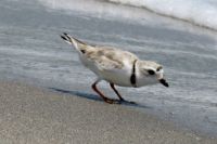 Piping Plover IMG_8426