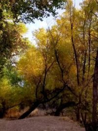 riverbank of cottonwood trees