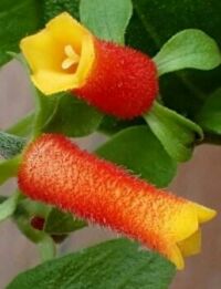 seemannia/red brazilian flower??
