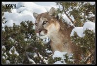 Cougar in Juniper Tree (captive)