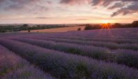 Lavender Field