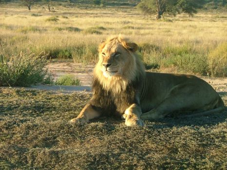 Waiting for her - Kalahari lion