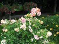 Rose's garden-1