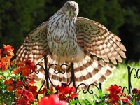 Young Cooper's hawk in my garden today!