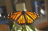 Monarch