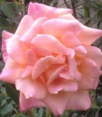 Rose Fleura