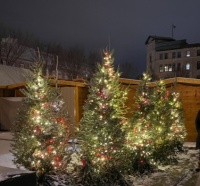 Decorated Christmas Trees in Quebec