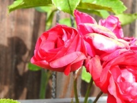 Backyard rose