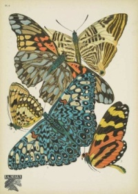 E. A. Seguy - illustration