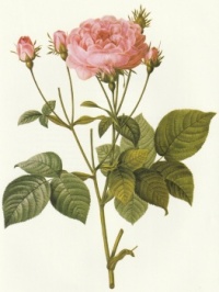 Pompon Rose 06