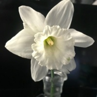 White Daffodil (medium)