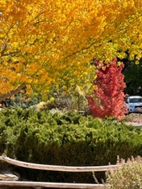 Fall in Albuquerque