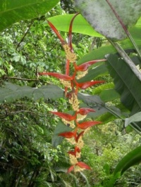 More tropical jungle scenery