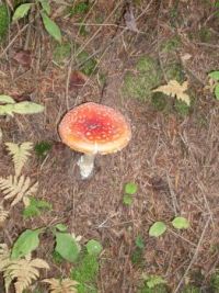 Mushroom...
