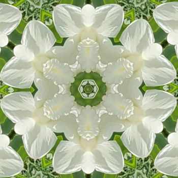 Narcis / Daffodil - kaleido