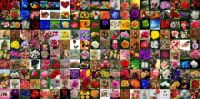 200 All-Star Rose Puzzles