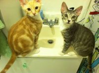 Finn and Loïe as kittens, checking out the sink