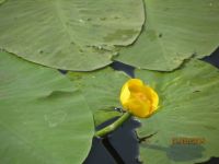 Nuphar lutea