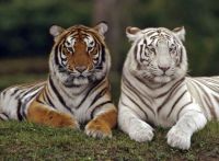 Twin tigers