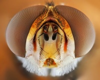 Eyes of the Fly