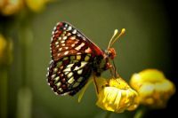 Beauty in Flight