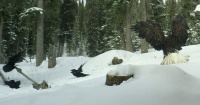 Eagle & ravens in Alaska