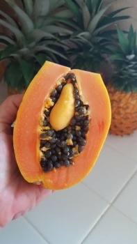 Papaya within a papaya