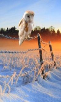 Barn Owl