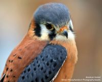 American Kestrel